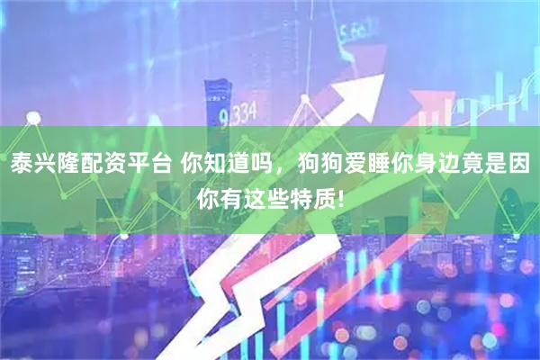 泰兴隆配资平台 你知道吗，狗狗爱睡你身边竟是因你有这些特质!