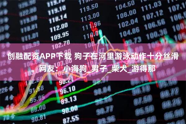 创融配资APP下载 狗子在河里游泳动作十分丝滑。网友：小海狗_男子_柴犬_游得那