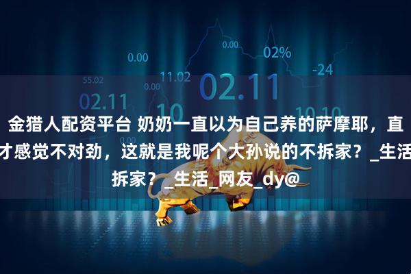 金猎人配资平台 奶奶一直以为自己养的萨摩耶，直到家快没了才感觉不对劲，这就是我呢个大孙说的不拆家？_生活_网友_dy@